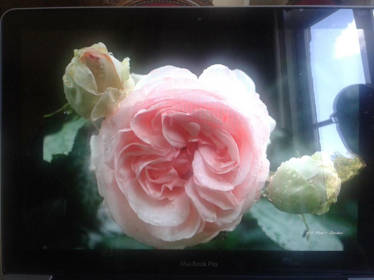 La Villa Des Roses دربي المظهر الخارجي الصورة