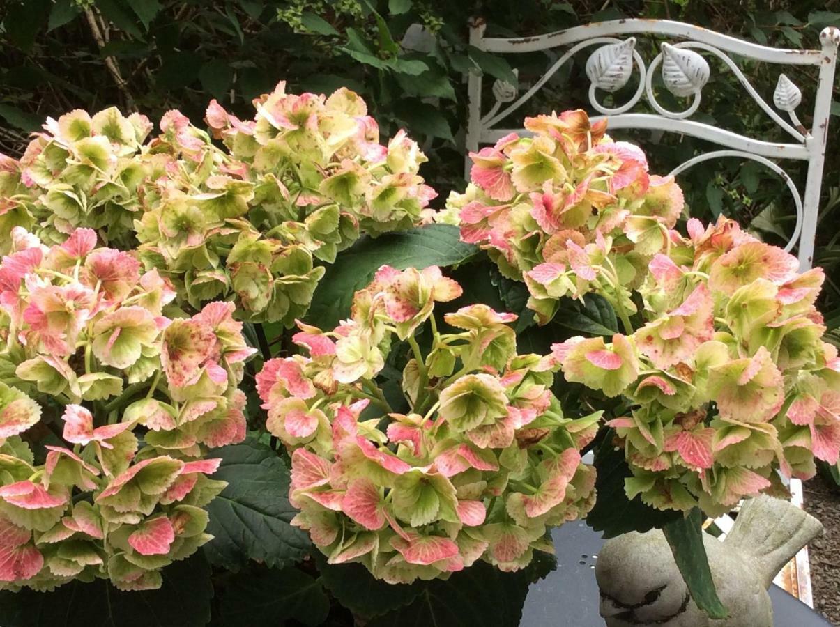 La Villa Des Roses دربي المظهر الخارجي الصورة